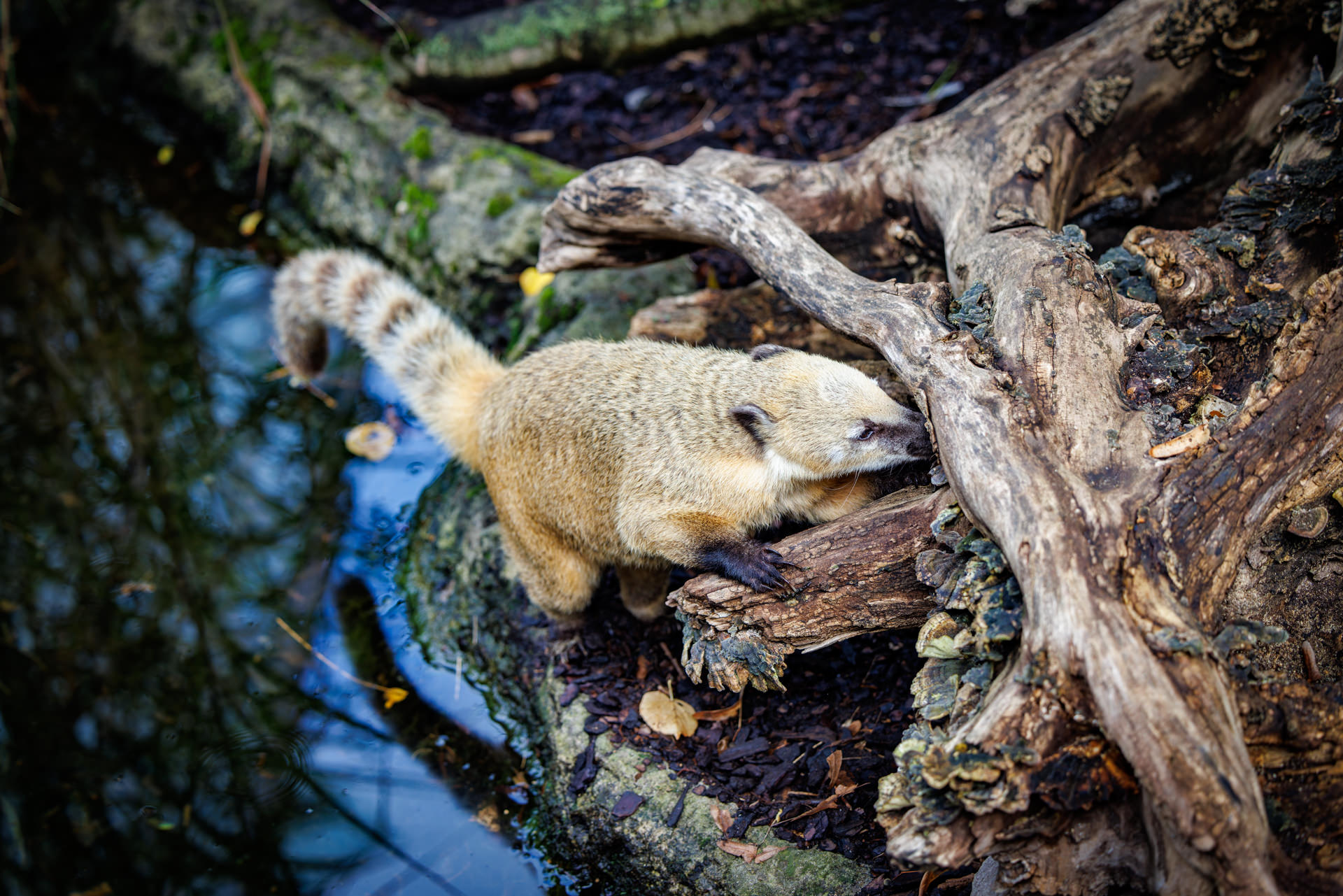 Wilhelma-Fotokurs-Stuttgart-Tierfotografie-10