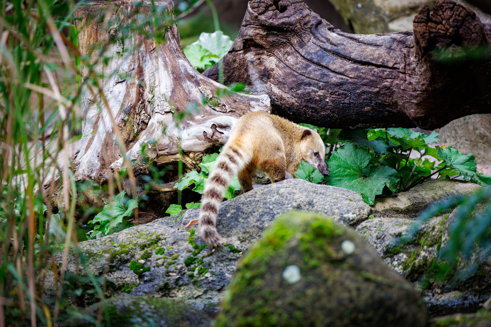 Wilhelma-Fotokurs-Stuttgart-Tierfotografie-12
