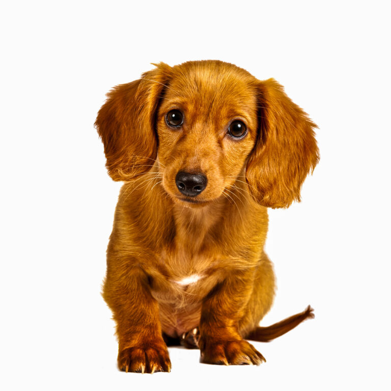 Shy Dachshund Puppy