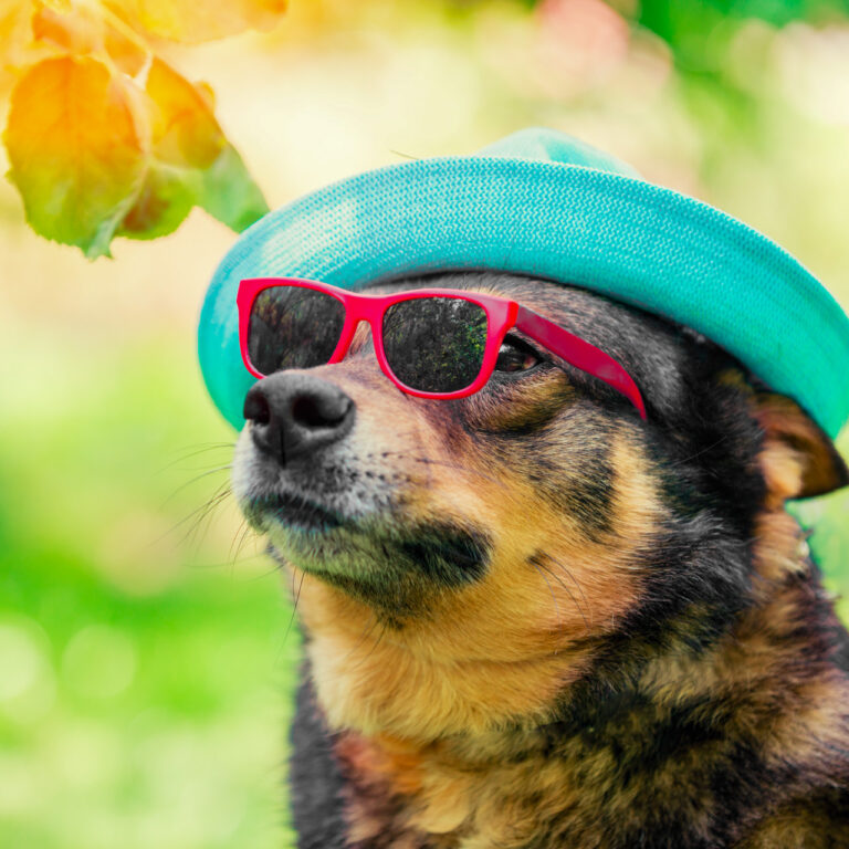 Fashion portrait of a dog wearing summer hat and sunglasses sitting outdoor in the park