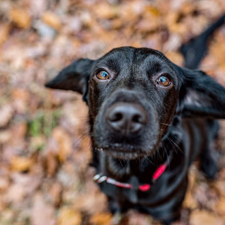 Close up of black dog with red collar outside in sunny autumn forest