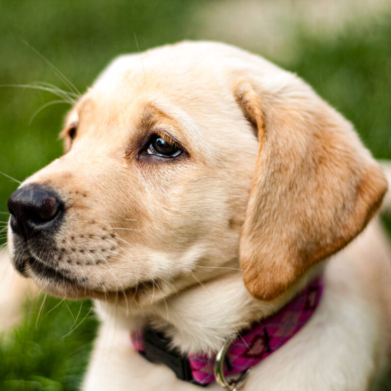 Close up of a cute golden yellow labrador puppy laying in the grass outdoors. Shallow depth of field.