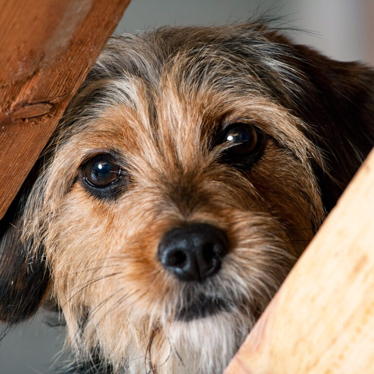 A young mixed breed pup looks through a space between two wooden boards. Shallow depth of field.