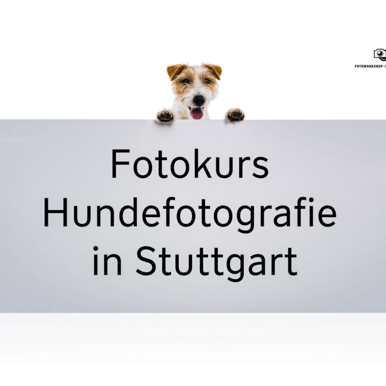 An adorable young parson russell terrier dog above banner or sign, isolated on white background
