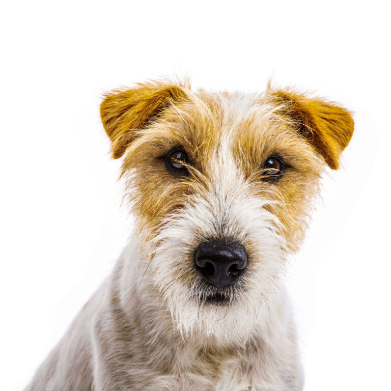 An adorable young parson russell terrier dog isolated on white background