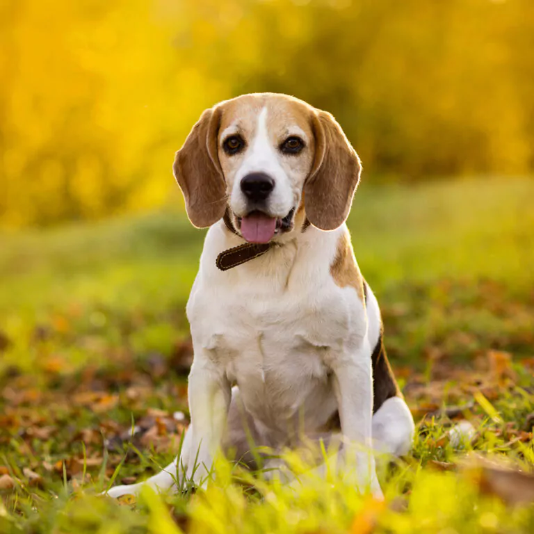 Beagle dog portrait on sunshine background in nature