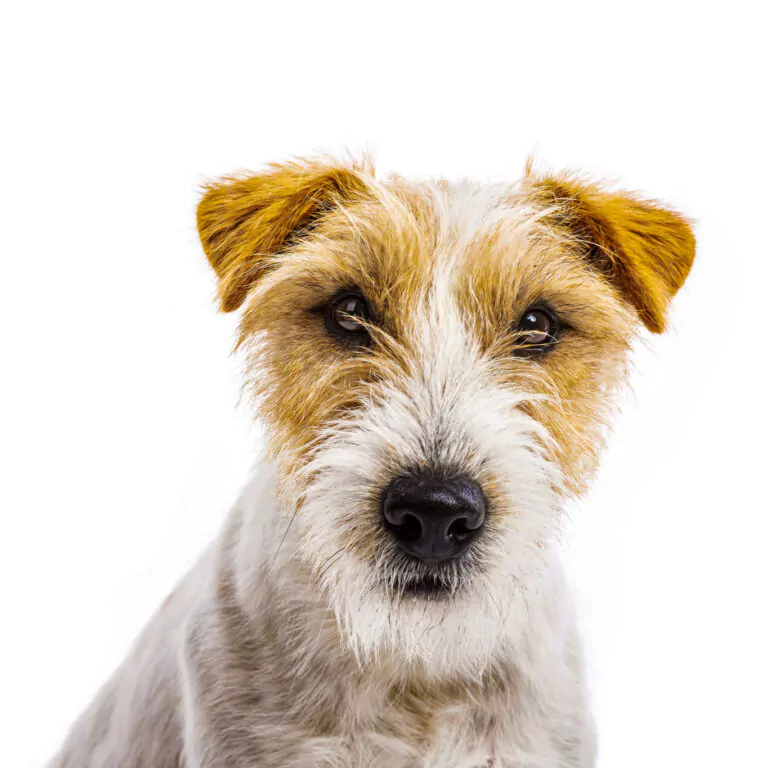 An adorable young parson russell terrier dog isolated on white background